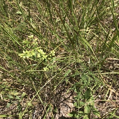 Solidago hispida hispida