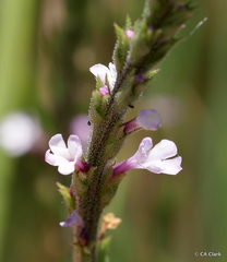 Verbena californica