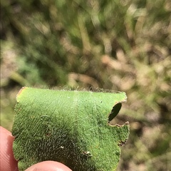 Solidago hispida hispida