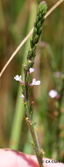 Verbena californica