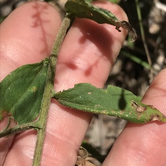 Solidago hispida hispida