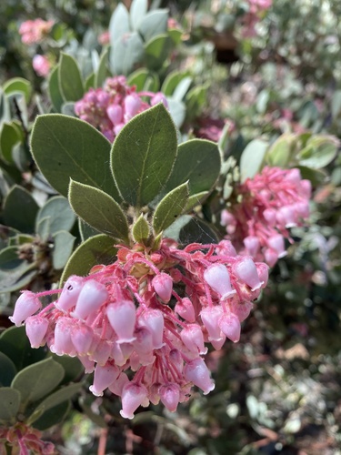 iNaturalist observation photo of California Pinkbract Manzanita
