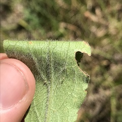Solidago hispida hispida