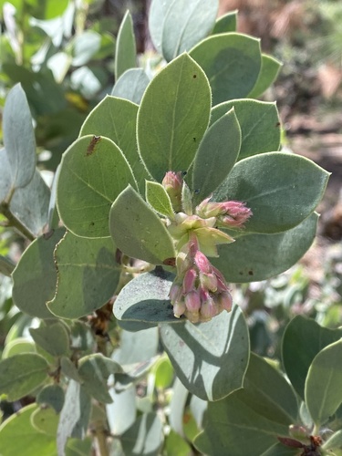 iNaturalist observation photo of California Pinkbract Manzanita