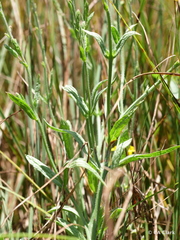 Verbena californica