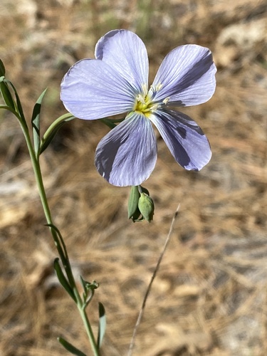 iNaturalist observation photo of Lewis flax