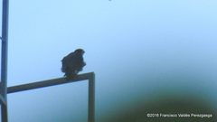 Falco peregrinus