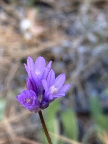 iNaturalist observation photo of blue dicks