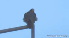 Falco peregrinus