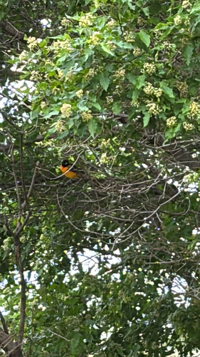 Baltimore Oriole