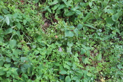 Appias libythea olferna