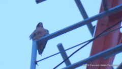 Falco peregrinus