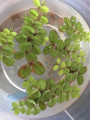 Salvinia minima