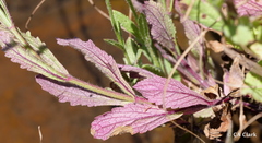 Verbena californica