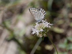 Plebejus anna
