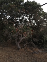 Quercus pacifica