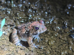 Cepf Burrowing Frog photo 5