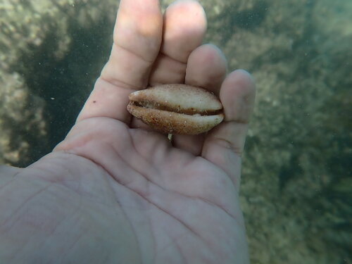 Cypraea isabellamexicana, 2025-05-16