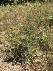 Aureolaria pectinata