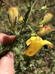 Aureolaria pectinata