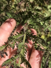 Aureolaria pectinata