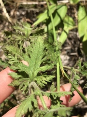 Aureolaria pectinata