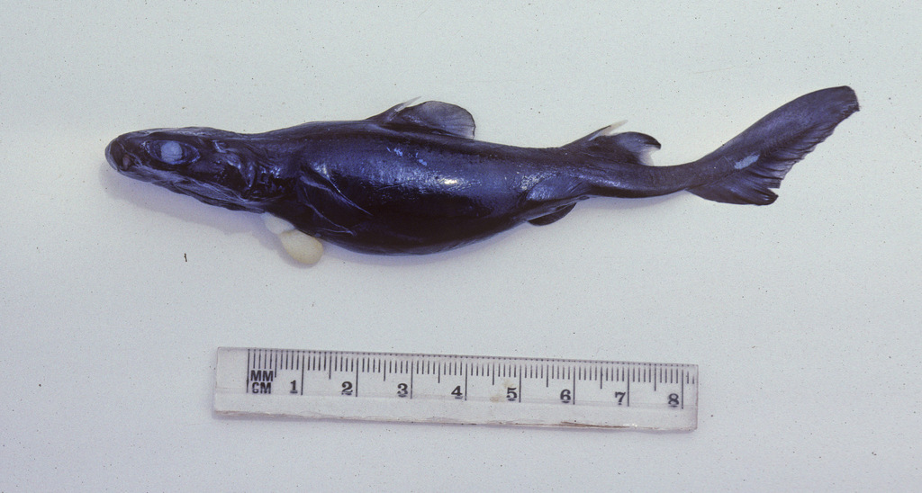 Bareskin Dogfish