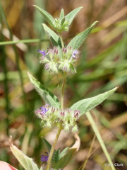 Trichostema rubisepalum