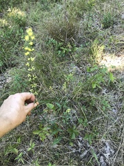 Solidago hispida hispida