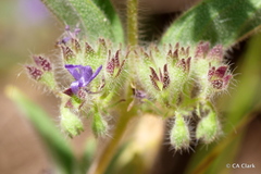 Trichostema rubisepalum