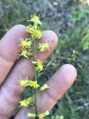 Solidago hispida hispida