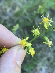 Solidago hispida hispida