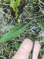 Solidago hispida hispida