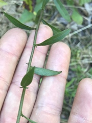 Solidago hispida hispida