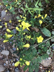 Aureolaria grandiflora