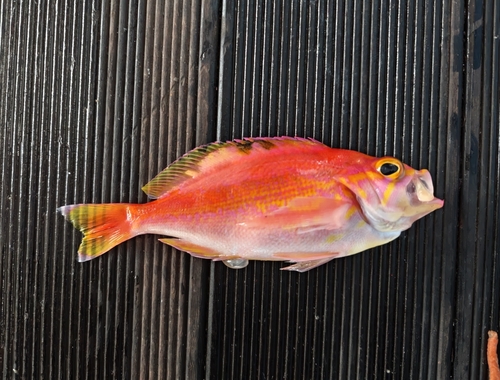 Schlegel's red bass (Caprodon schlegelii) — Serranidae — 2