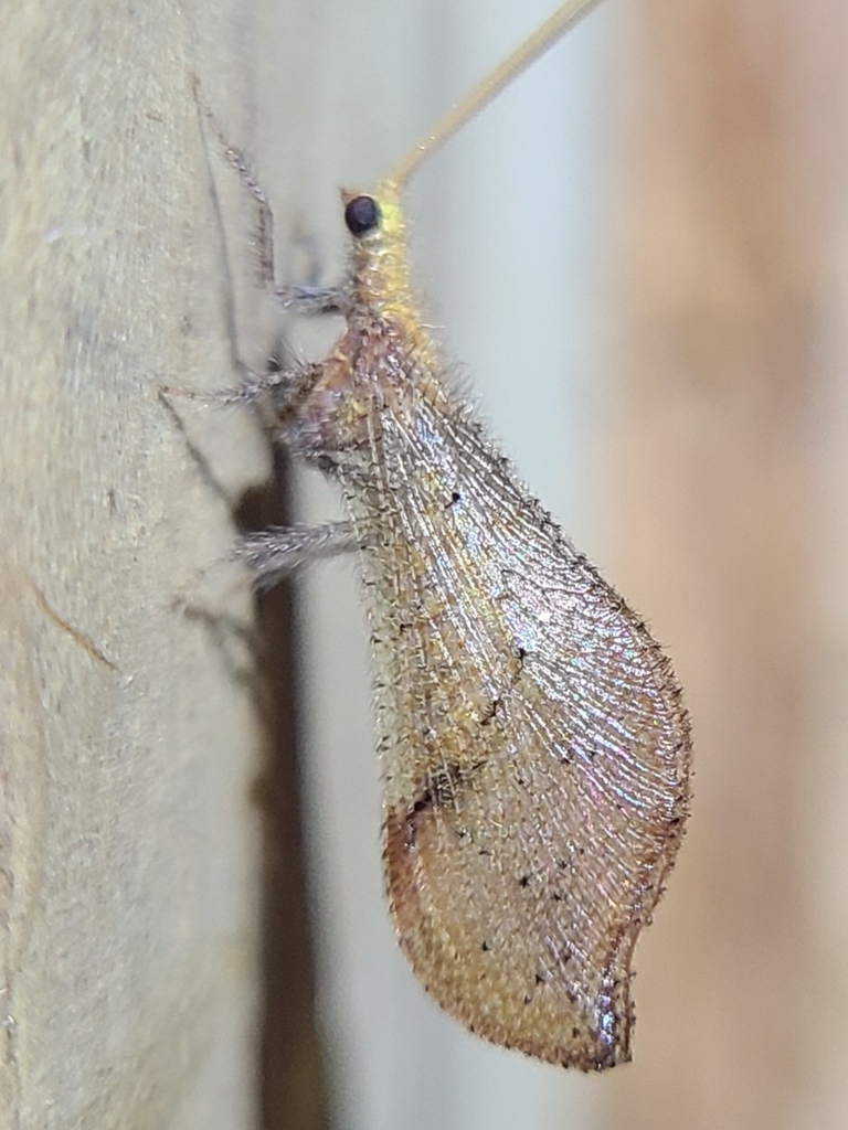 Lomamyia hamata