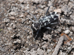 Xylotrechus albonotatus