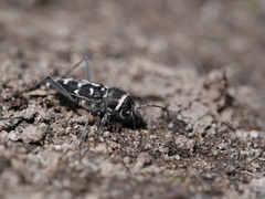 Xylotrechus albonotatus