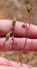 Lagophylla glandulosa