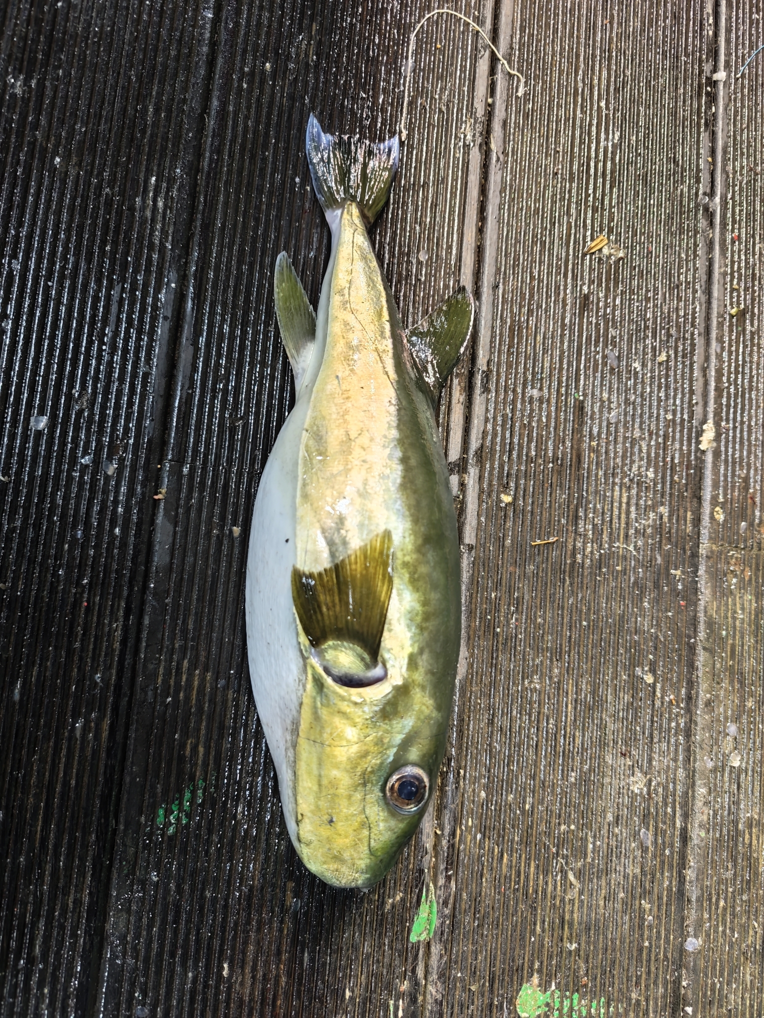 Brownback Puffer photo 5