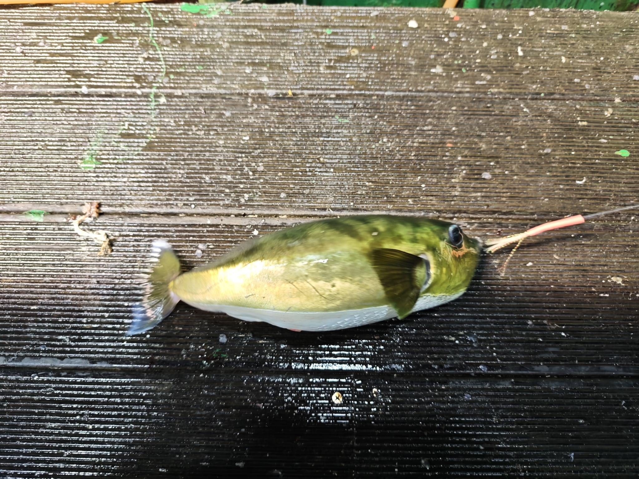 Brownback Puffer photo 6