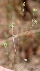 Lagophylla glandulosa