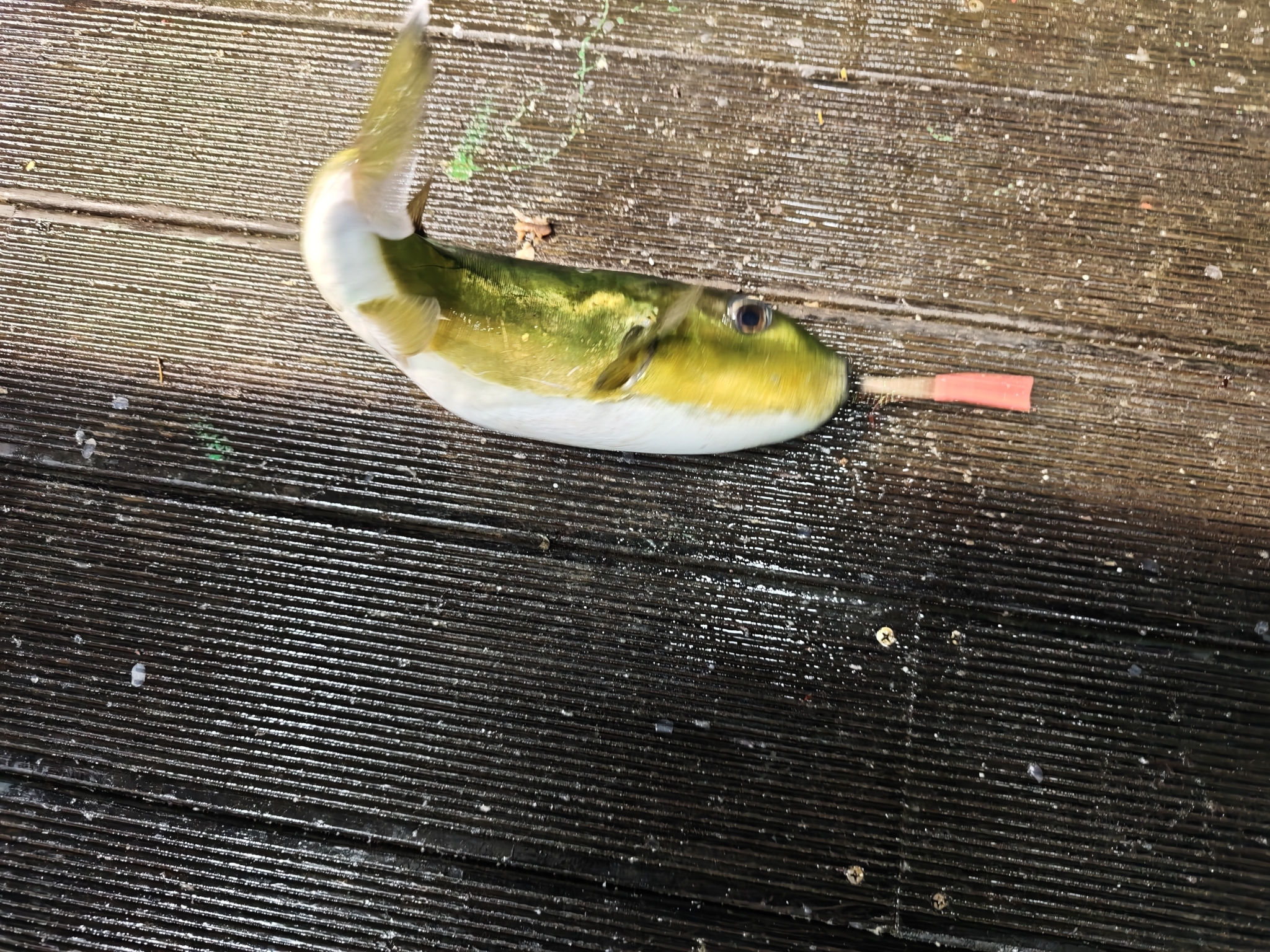 Brownback Puffer photo 7