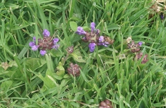 Prunella vulgaris vulgaris