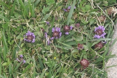 Prunella vulgaris vulgaris