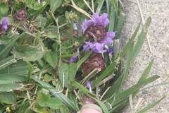 Prunella vulgaris vulgaris