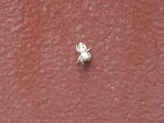 Metaphidippus
