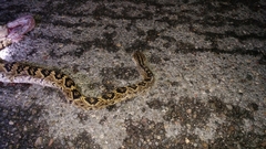 Crotalus totonacus
