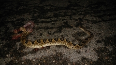 Crotalus totonacus